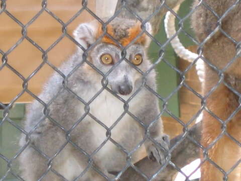 Image of Crowned Lemur