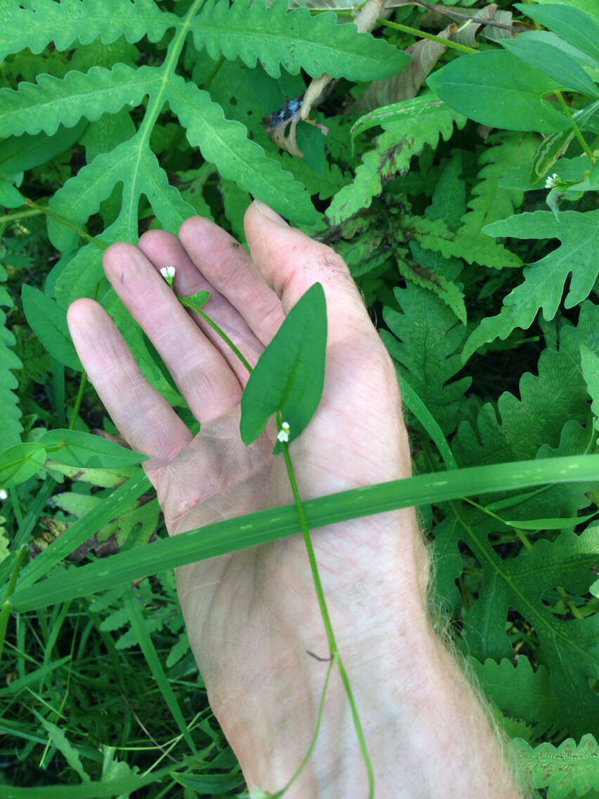 Persicaria sagittata (L.) H. Gross resmi