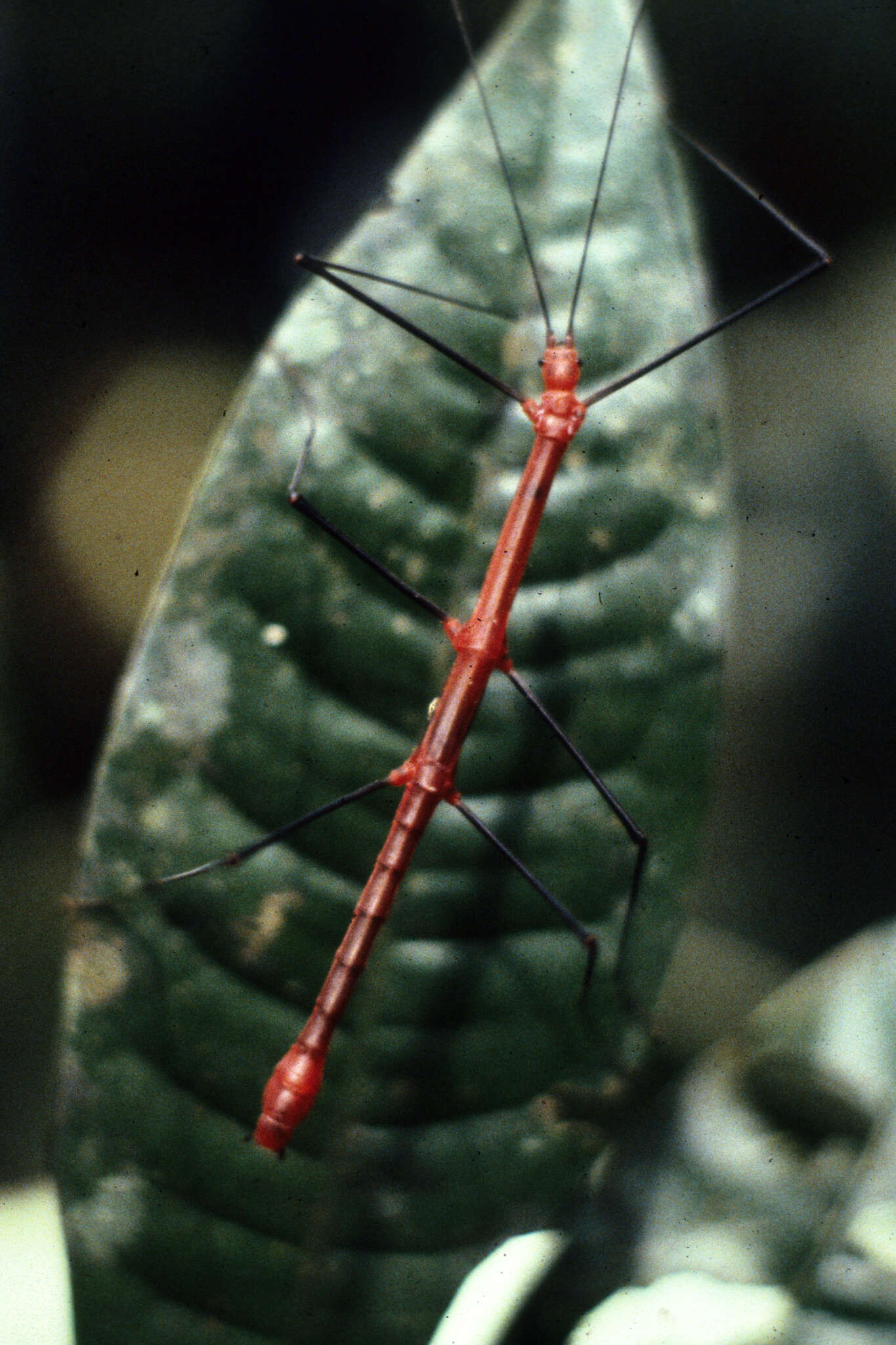 صورة Oreophoetes peruana (Saussure 1868)