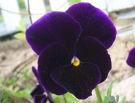 Image of hybrid violet