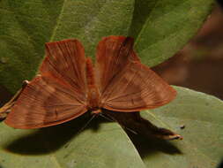 Image of Abisara bifasciata Moore 1877