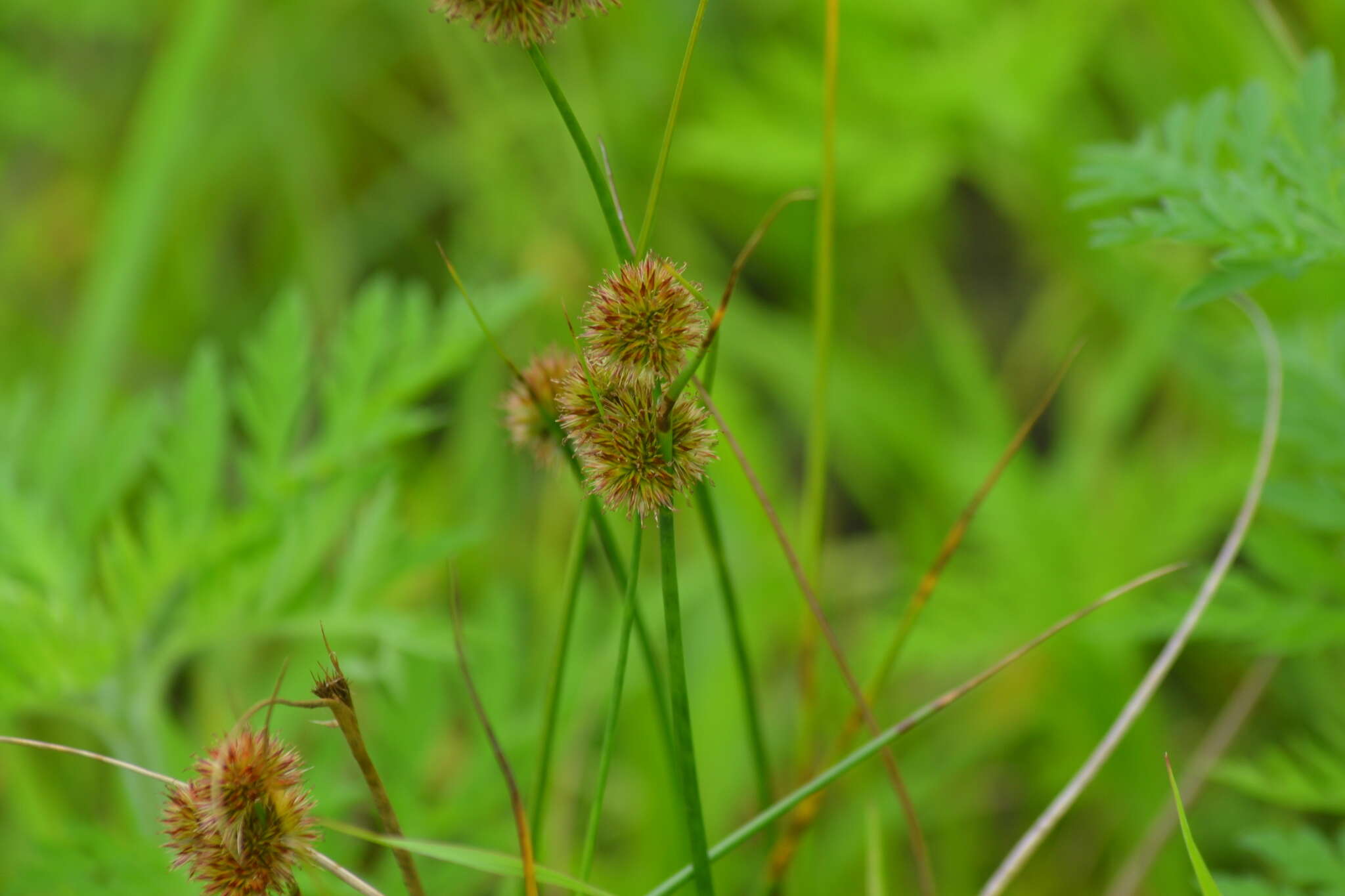 Juncus torreyi Coville的圖片