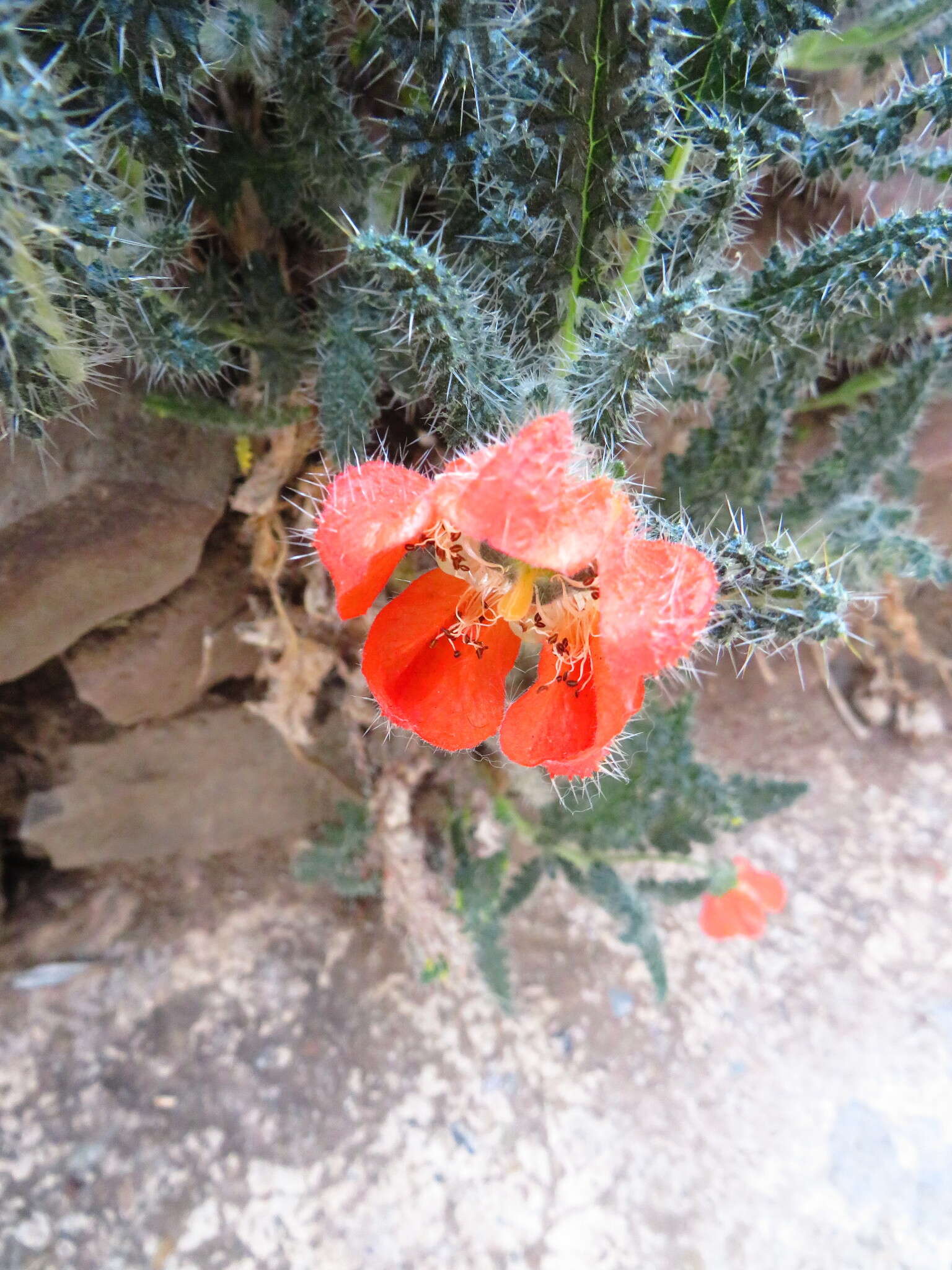 Image of Caiophora pentlandii (Paxton) G. Don ex Loudon