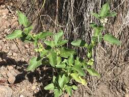 Image of hoe nightshade