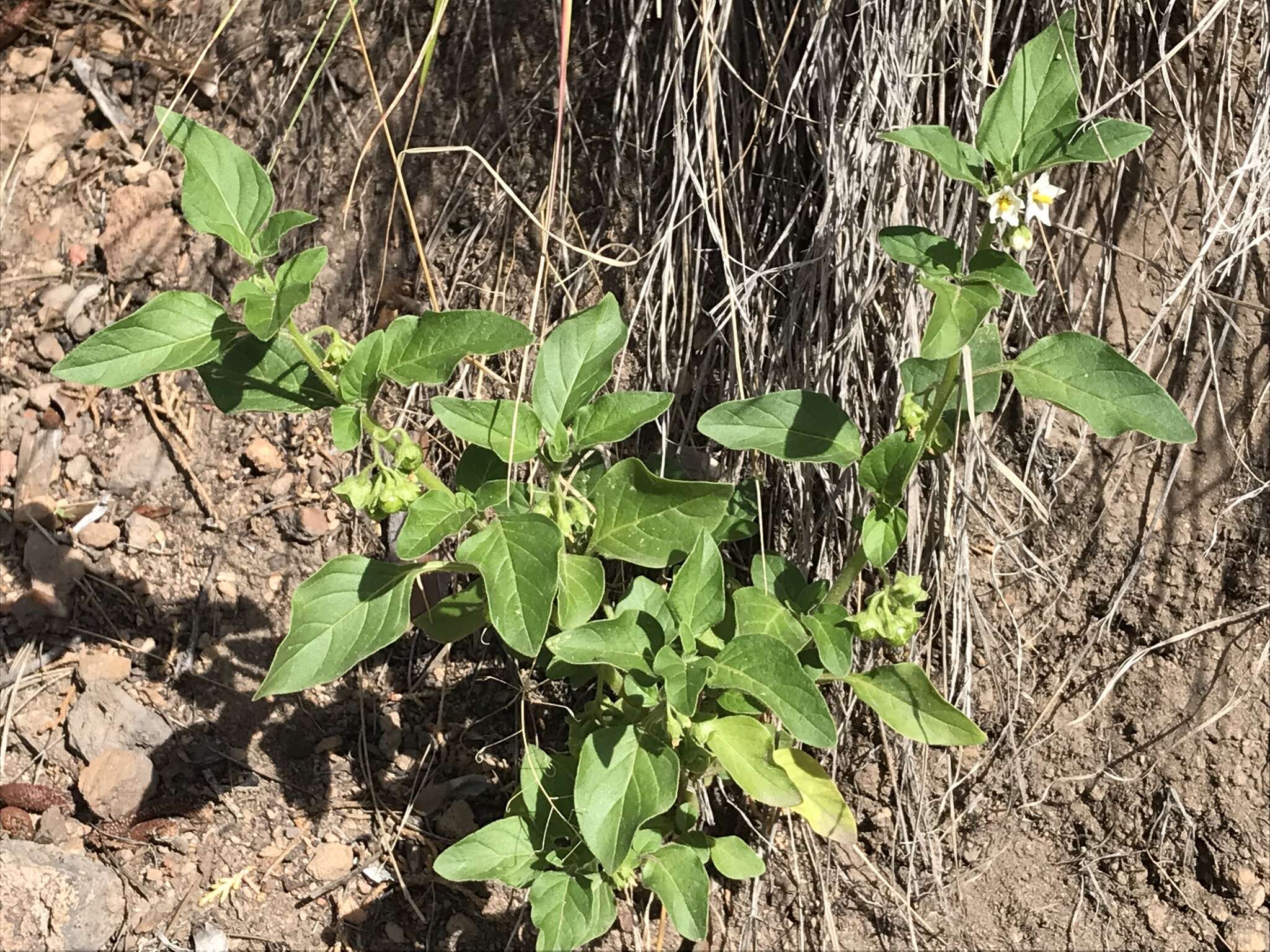 Image of hoe nightshade