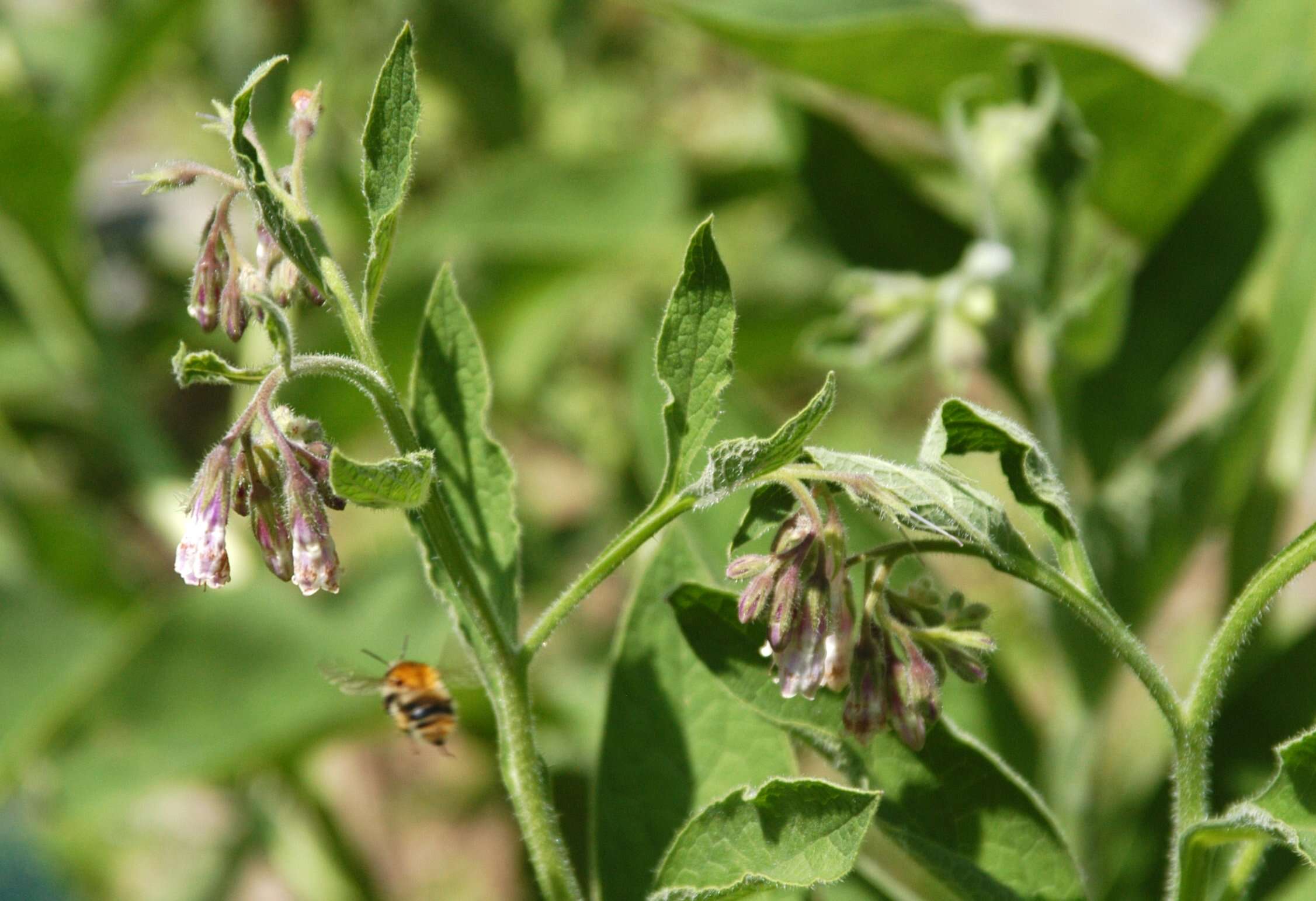 Image of boneset