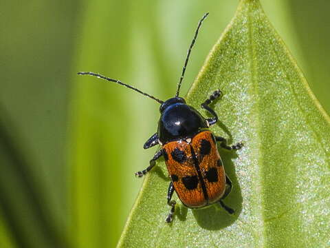 <i>Cryptocephalus quadripunctatus</i> resmi