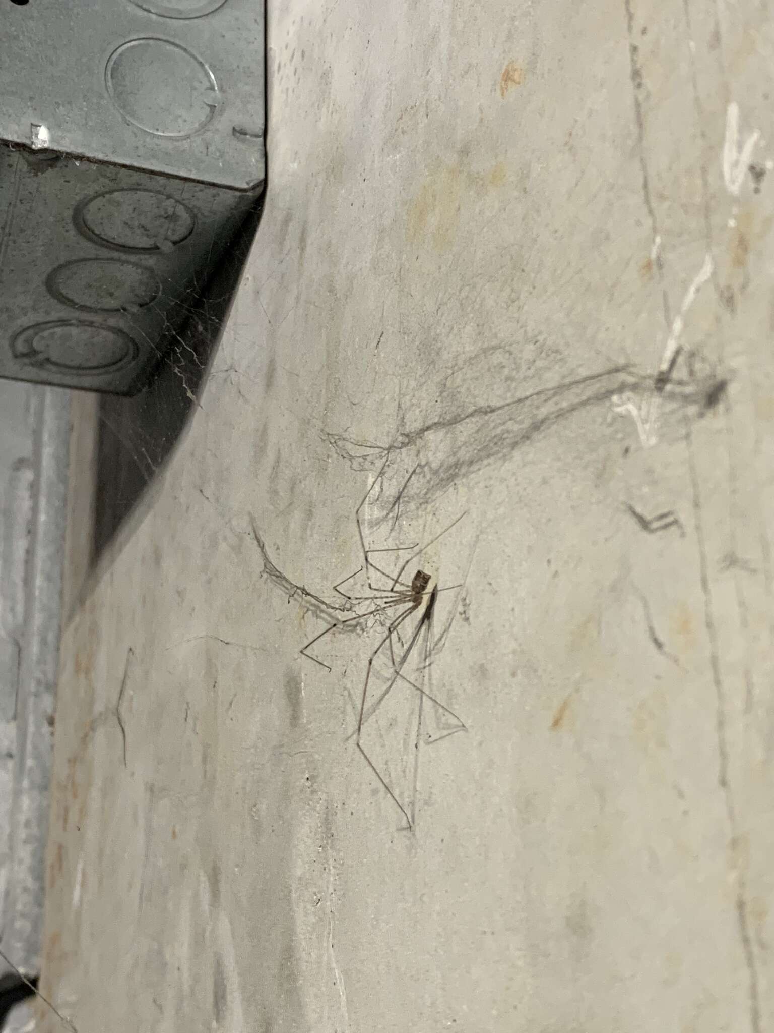 Image of Cellar spider