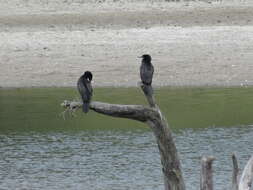 Plancia ëd Phalacrocorax sulcirostris (Brandt & JF 1837)