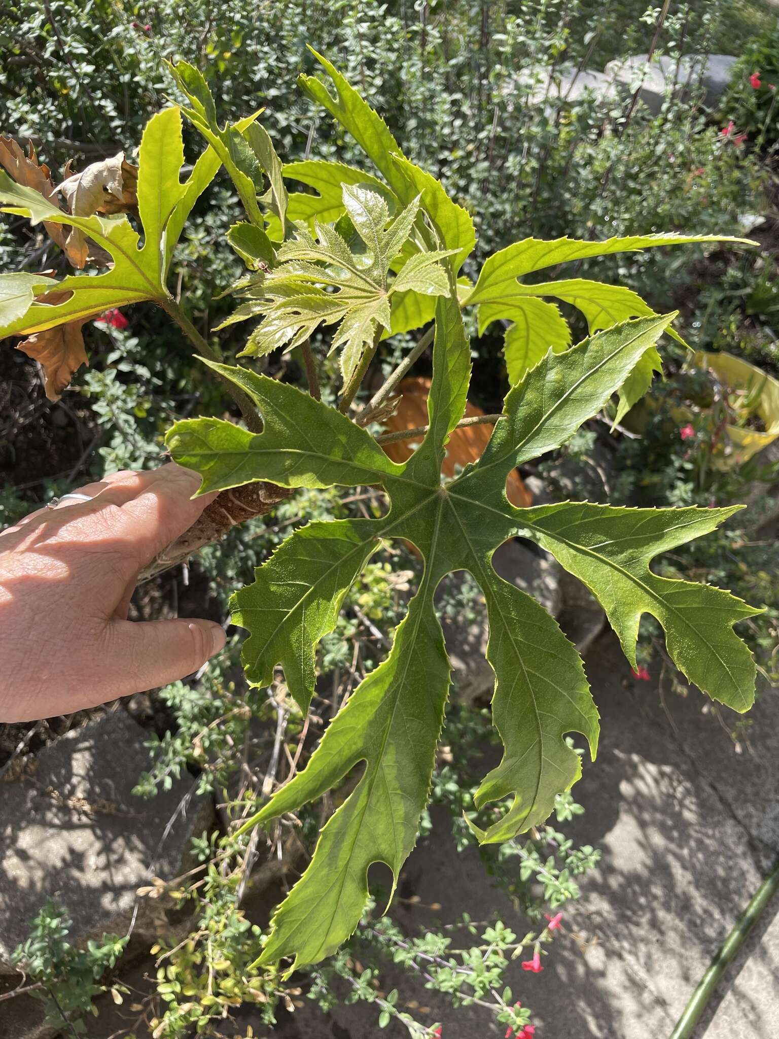 Sivun Trevesia palmata (Roxb. ex Lindl.) Vis. kuva