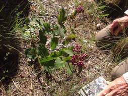 Imagem de Asclepias cordifolia (Benth.) Jepson