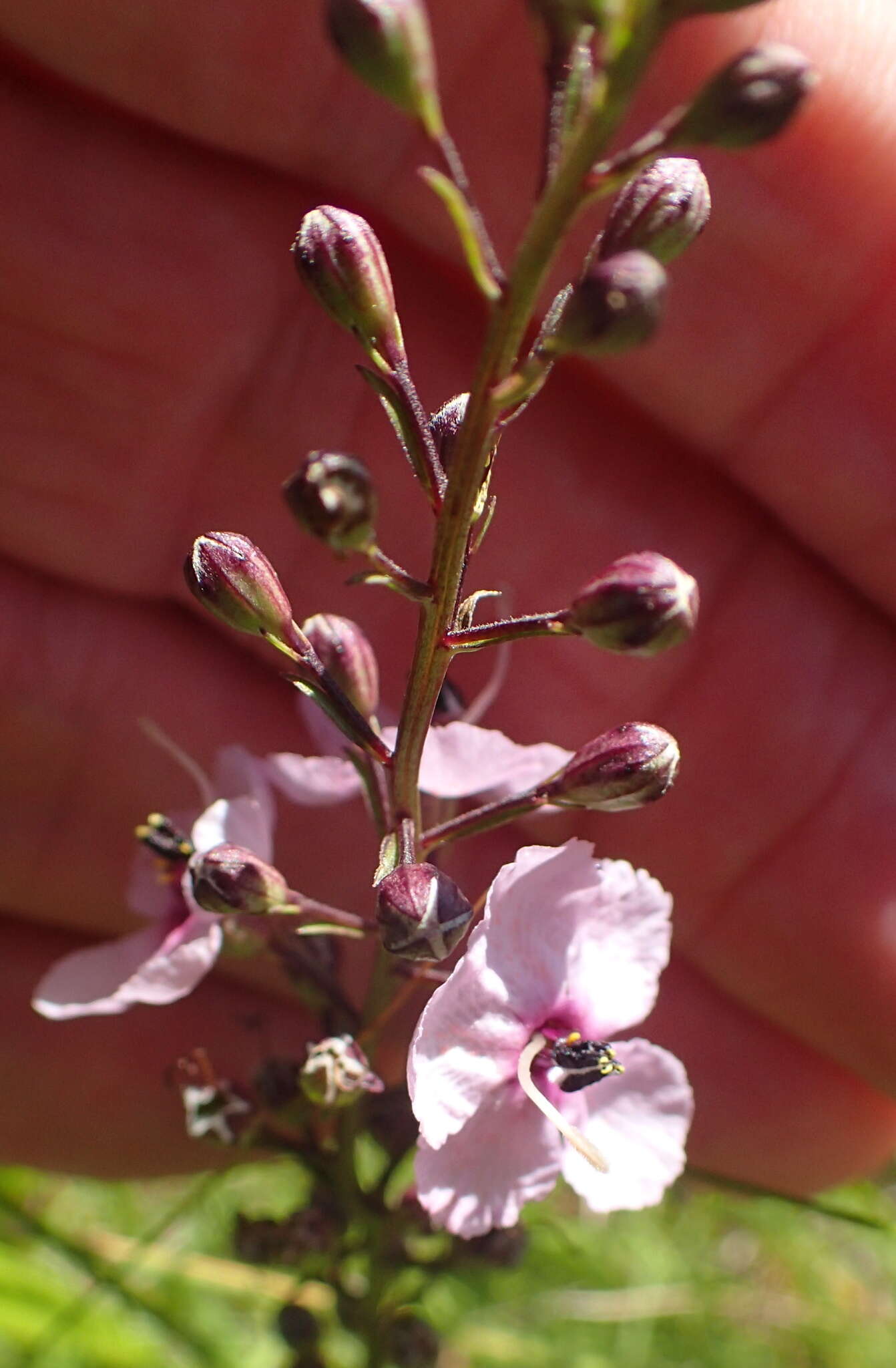 Image of Sopubia simplex (Hochst.) Hochst.