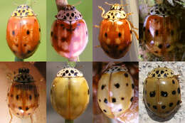 Image of Ladybird beetle