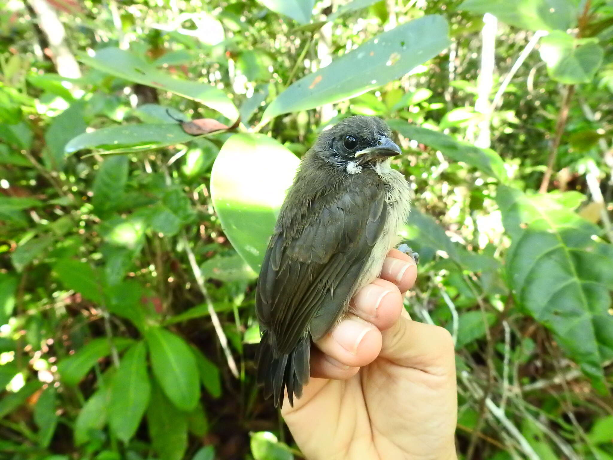 Image of Red-shouldered Tanager