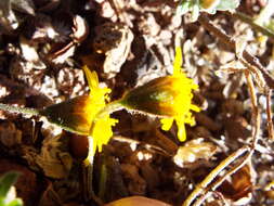 Plancia ëd Picradeniopsis schaffneri (S. Watson) B. G. Baldwin