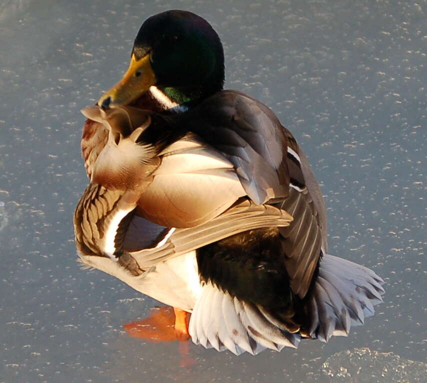 Image of Common Mallard