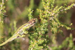 Image of Cape dwarf chameleon