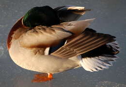 Image of Common Mallard