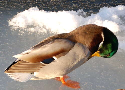 Image of Common Mallard