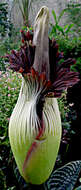 Amorphophallus titanum (Becc.) Becc. resmi