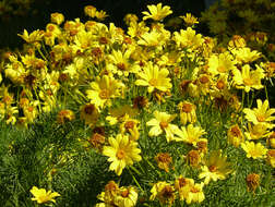 Image de Coreopsis