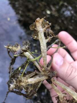 Image of Swollen Bladderwort