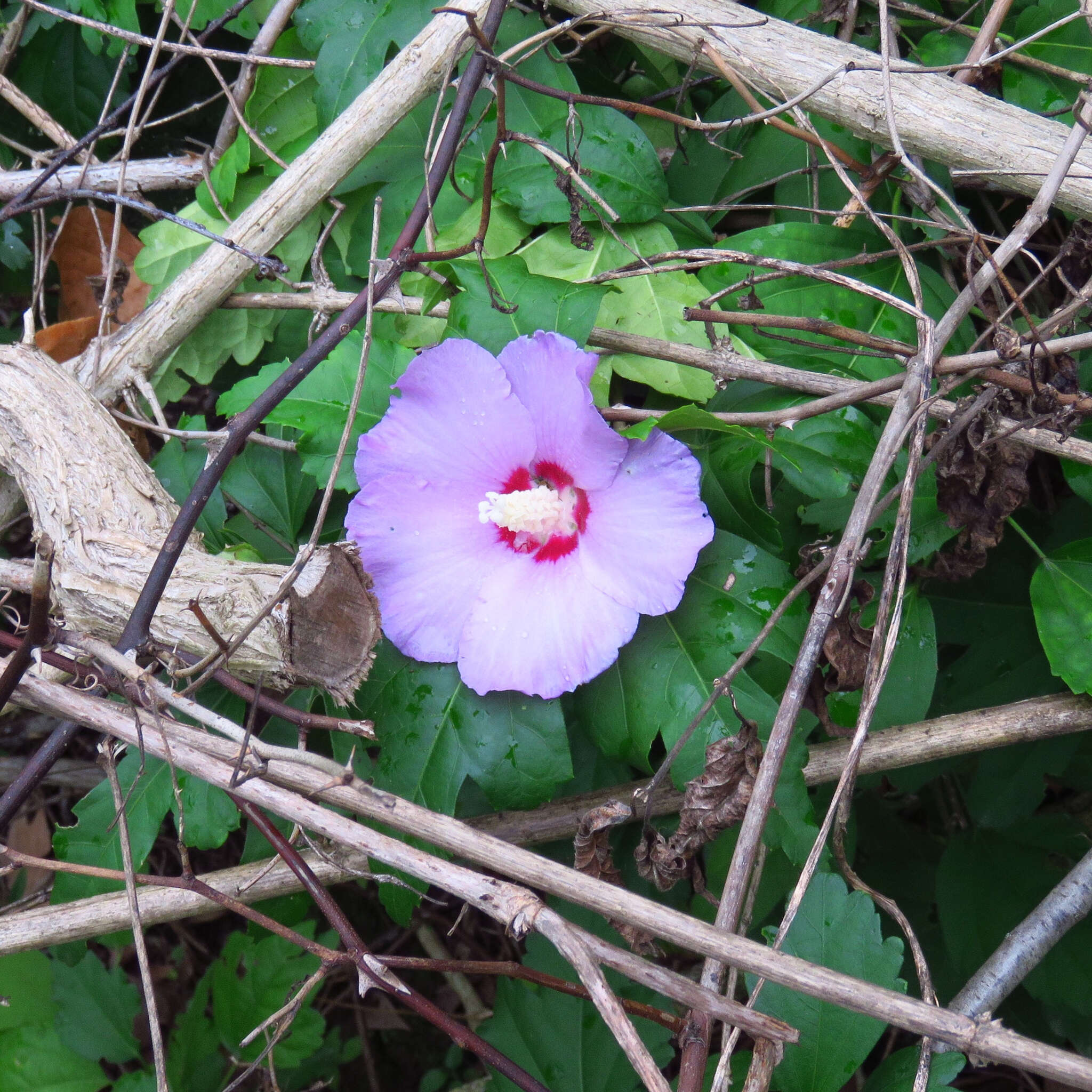 Imagem de Hibiscus syriacus L.