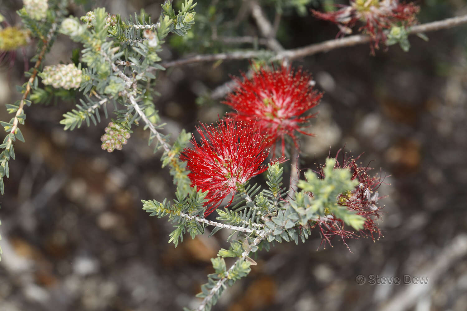 Image de Melaleuca aestiva (K. J. Brooks) Craven & R. D. Edwards