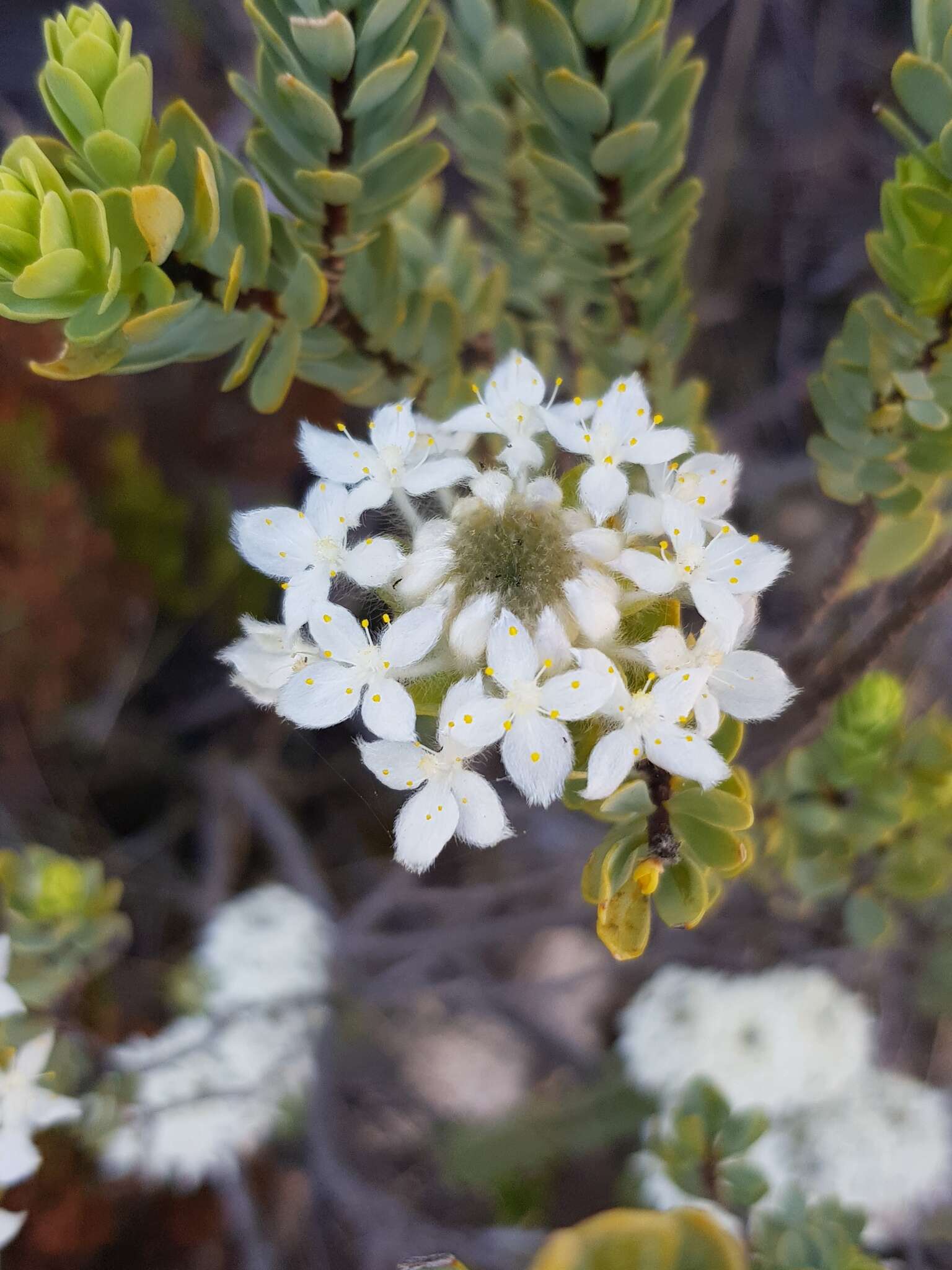 Image of Lachnaea pomposa Beyers