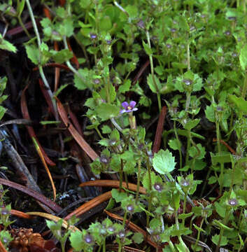 Image of Brewer's Monkey-Flower