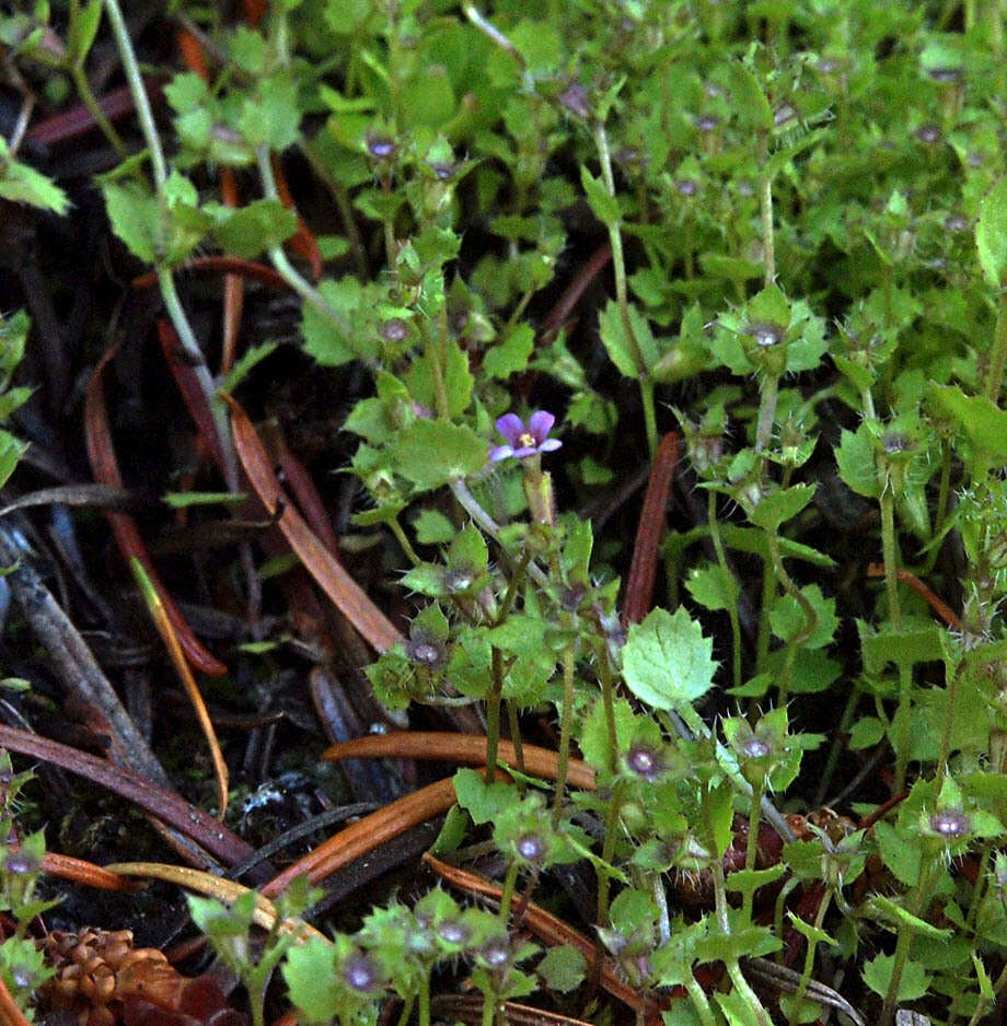 Image of Brewer's Monkey-Flower