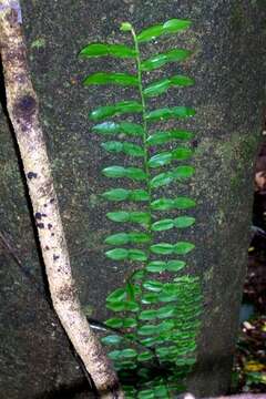 Image of Pothos longipes Schott