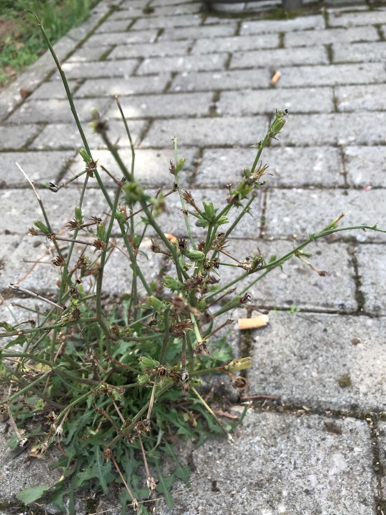 Image of Cichorium intybus subsp. intybus