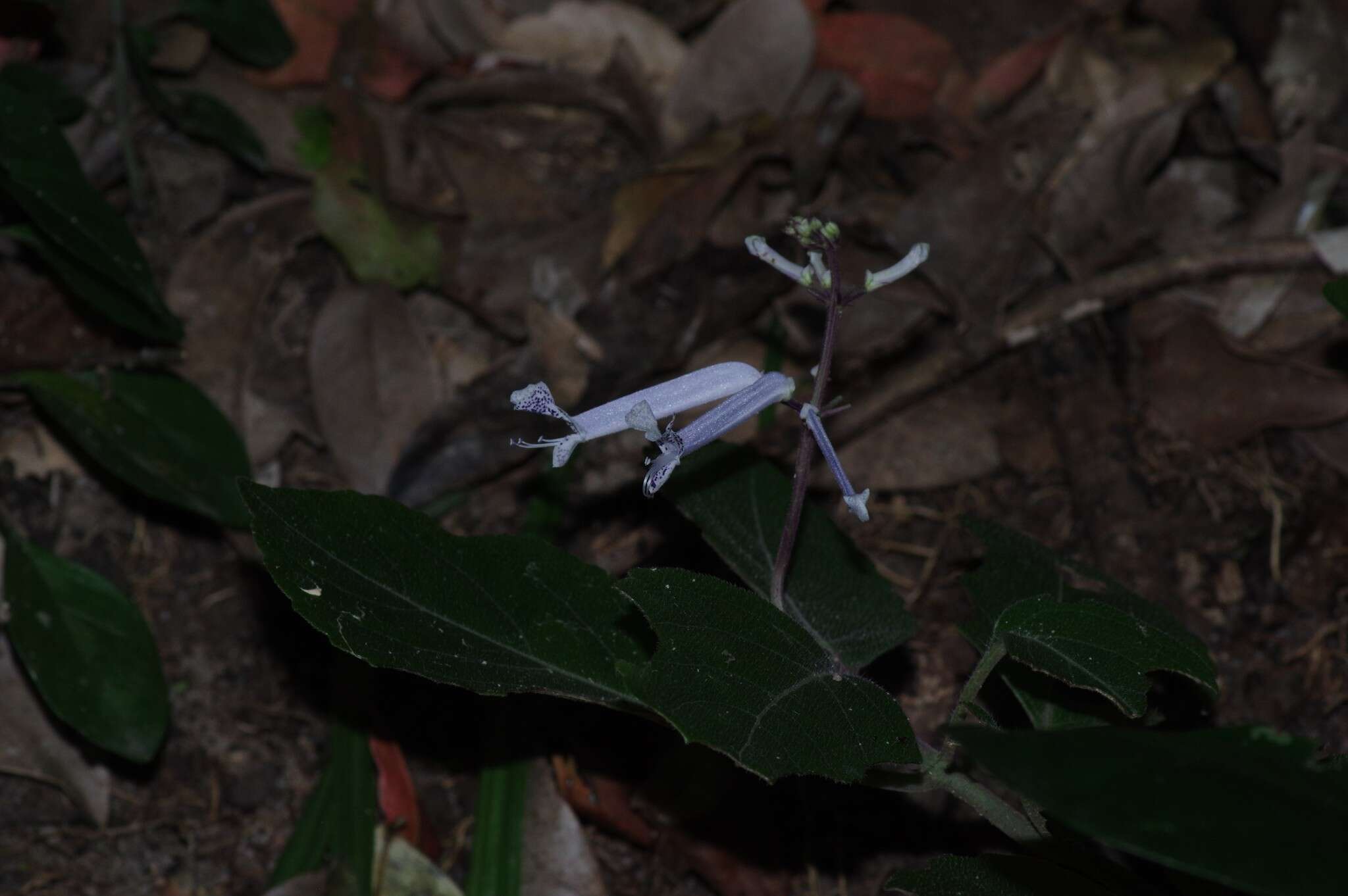 Plectranthus hilliardiae subsp. hilliardiae的圖片