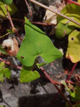 Persicaria senticosa (Meisn.) H. Gross的圖片