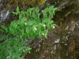 Imagem de Paederota lutea Scop.