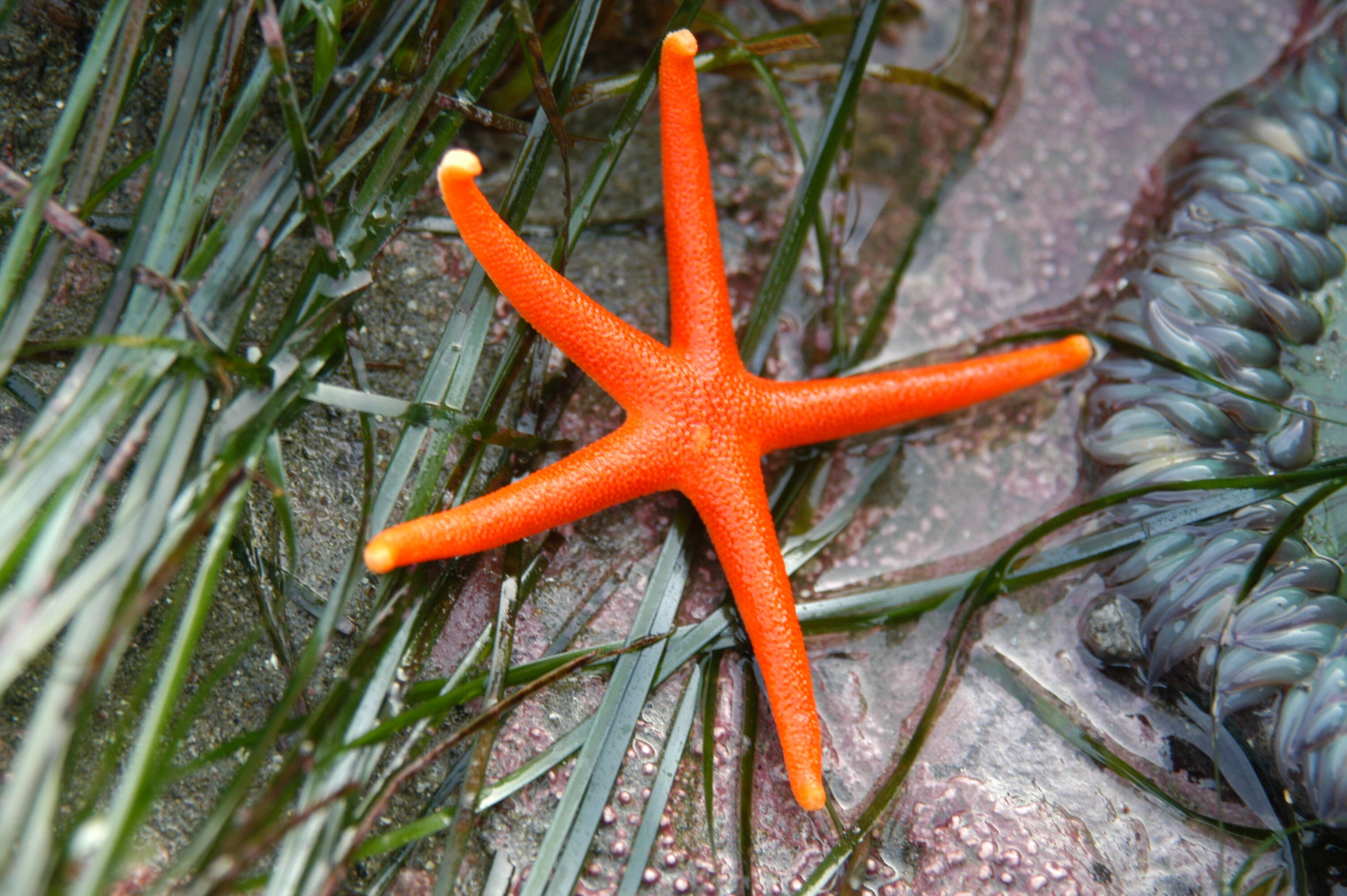 Henricia leviuscula (Stimpson 1857) resmi