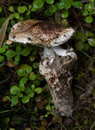 Image of Tricholoma dulciolens Kytöv. 1989