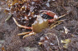 Image of Pugettia producta