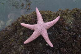 Image of Giant Pink Sea Star