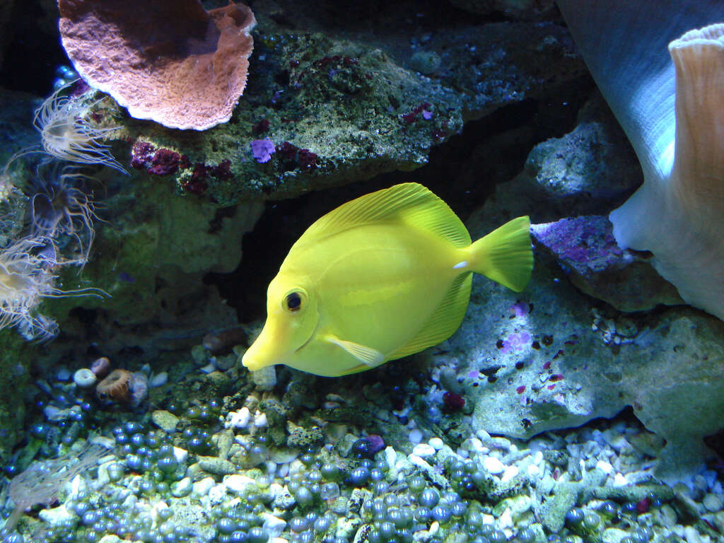 Image of Lemon Sailfin