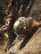 Image of Mammillaria scrippsiana (Britton & Rose) Orcutt