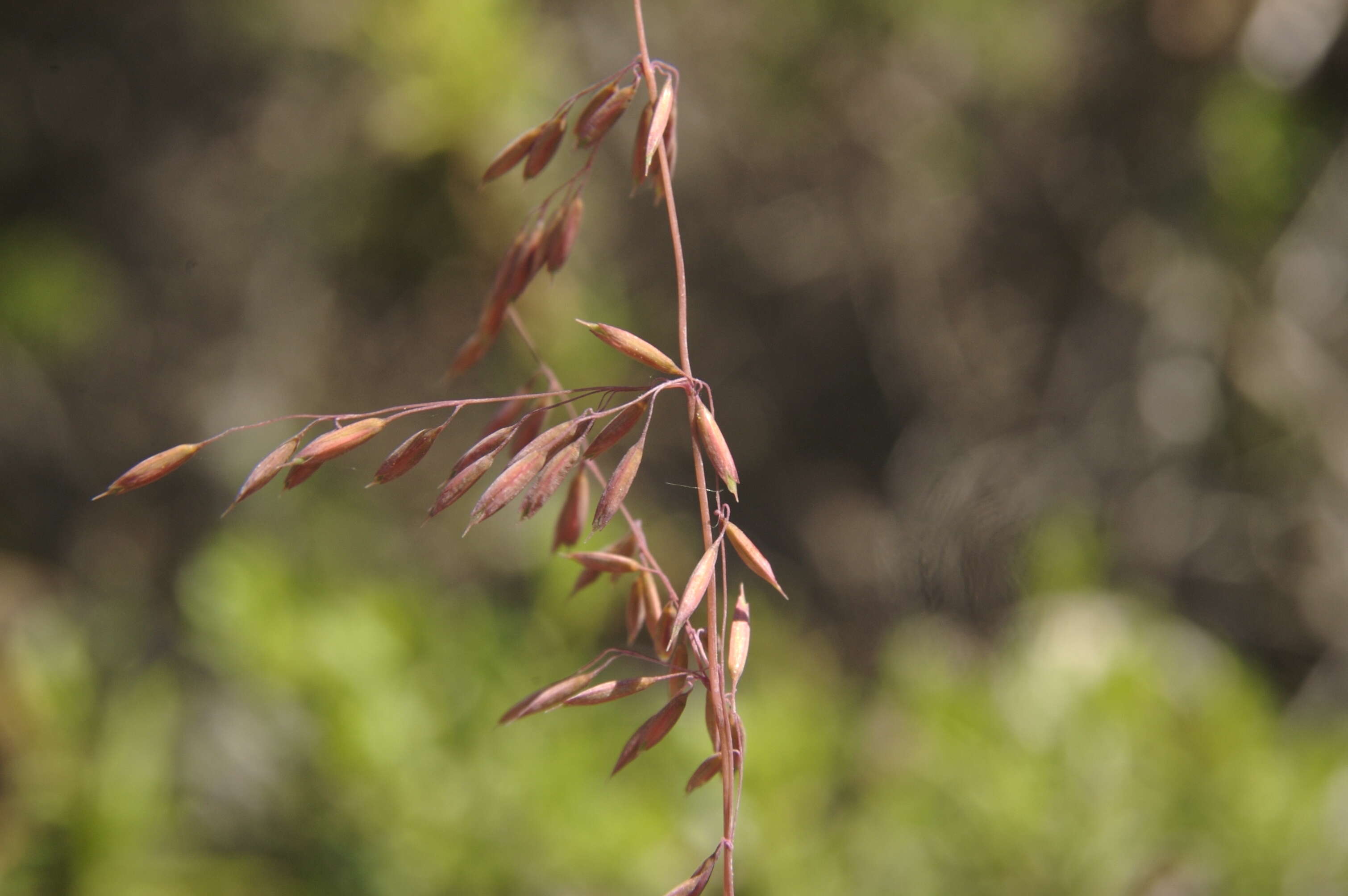 Imagem de Ehrharta calycina Sm.