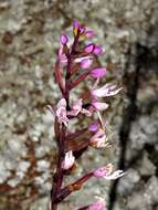 Image of Stenoglottis fimbriata Lindl.