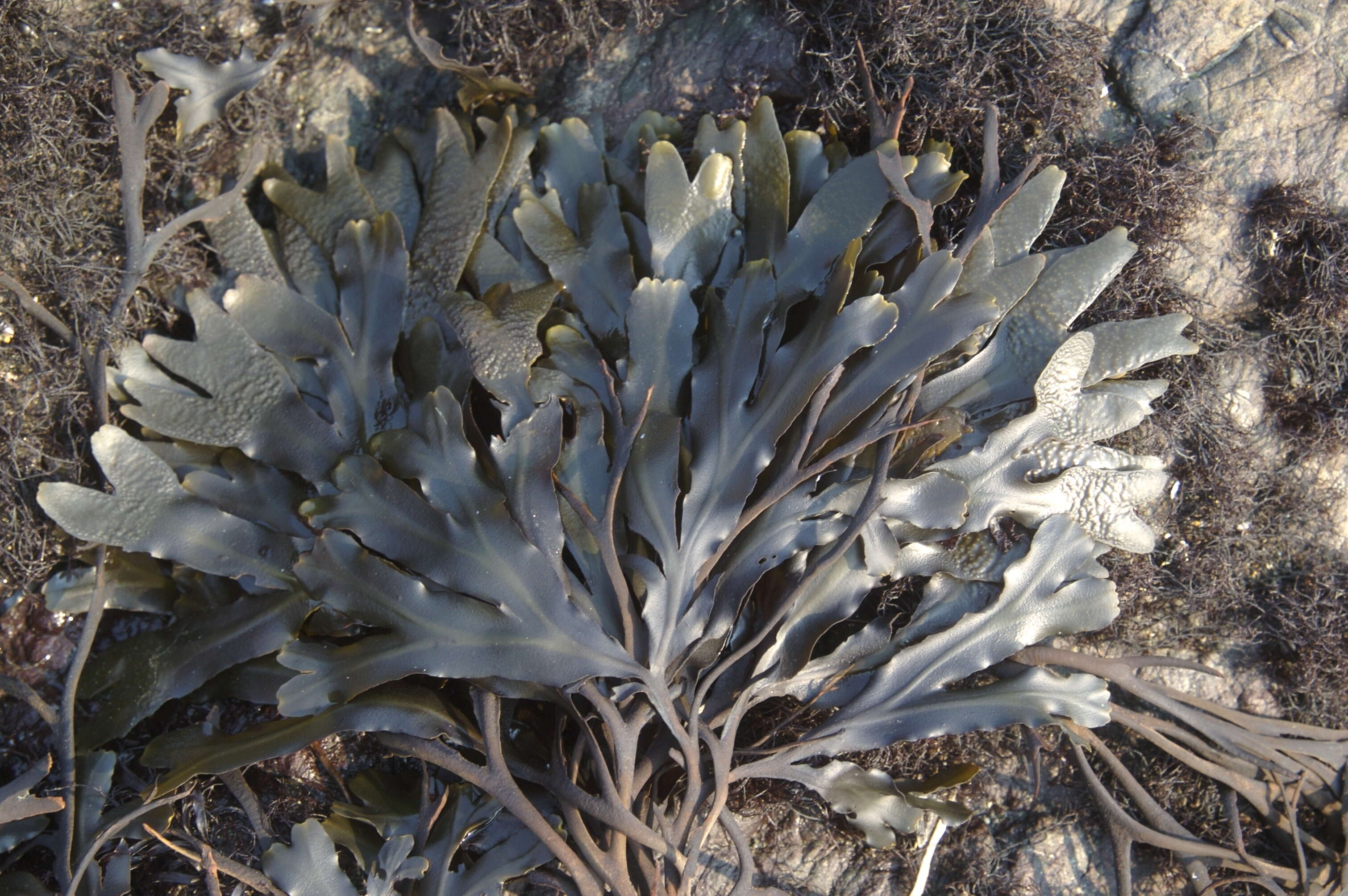 Image of Fucus distichus