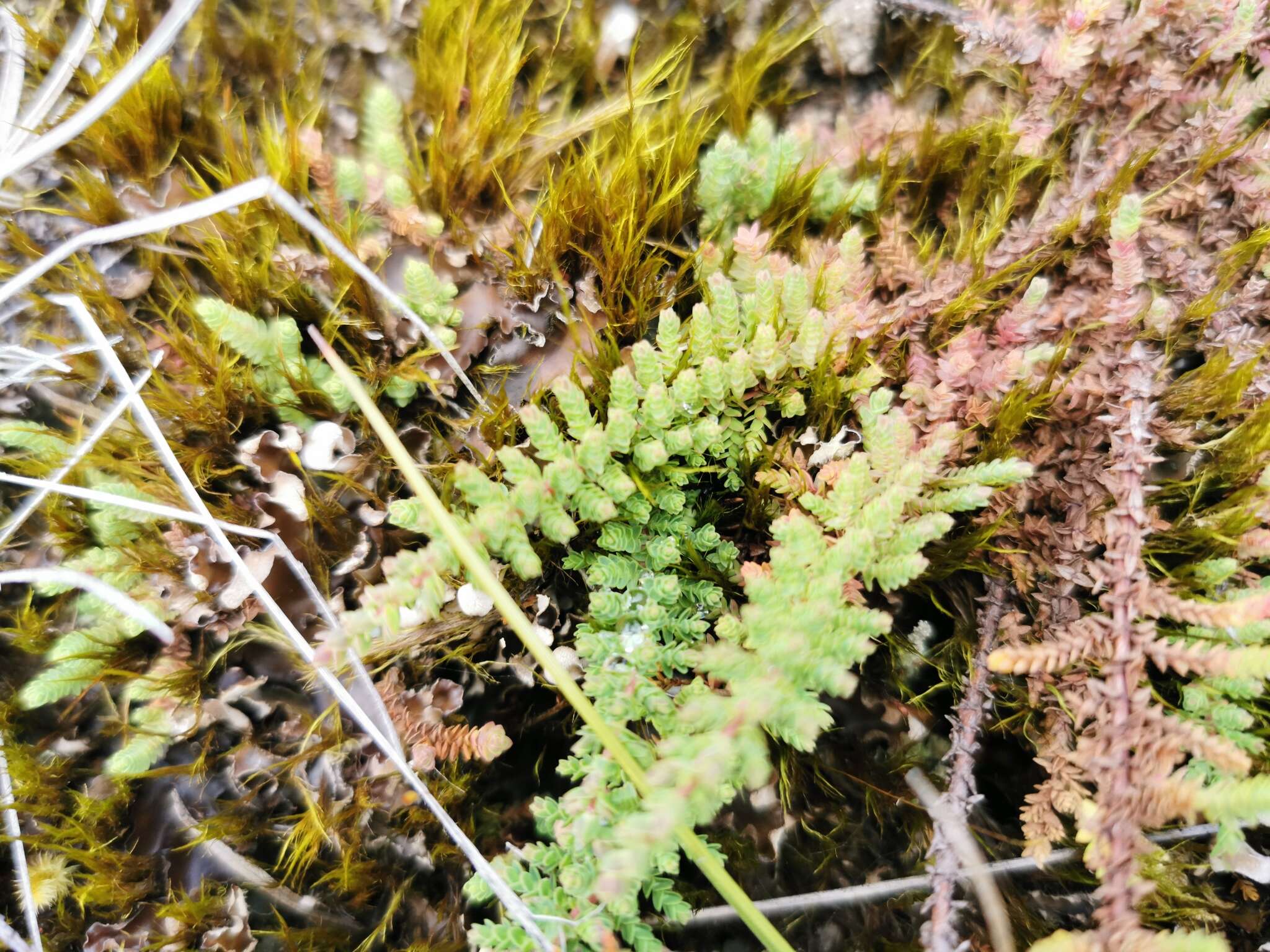 Слика од Hypericum goyanesii Cuatrec.