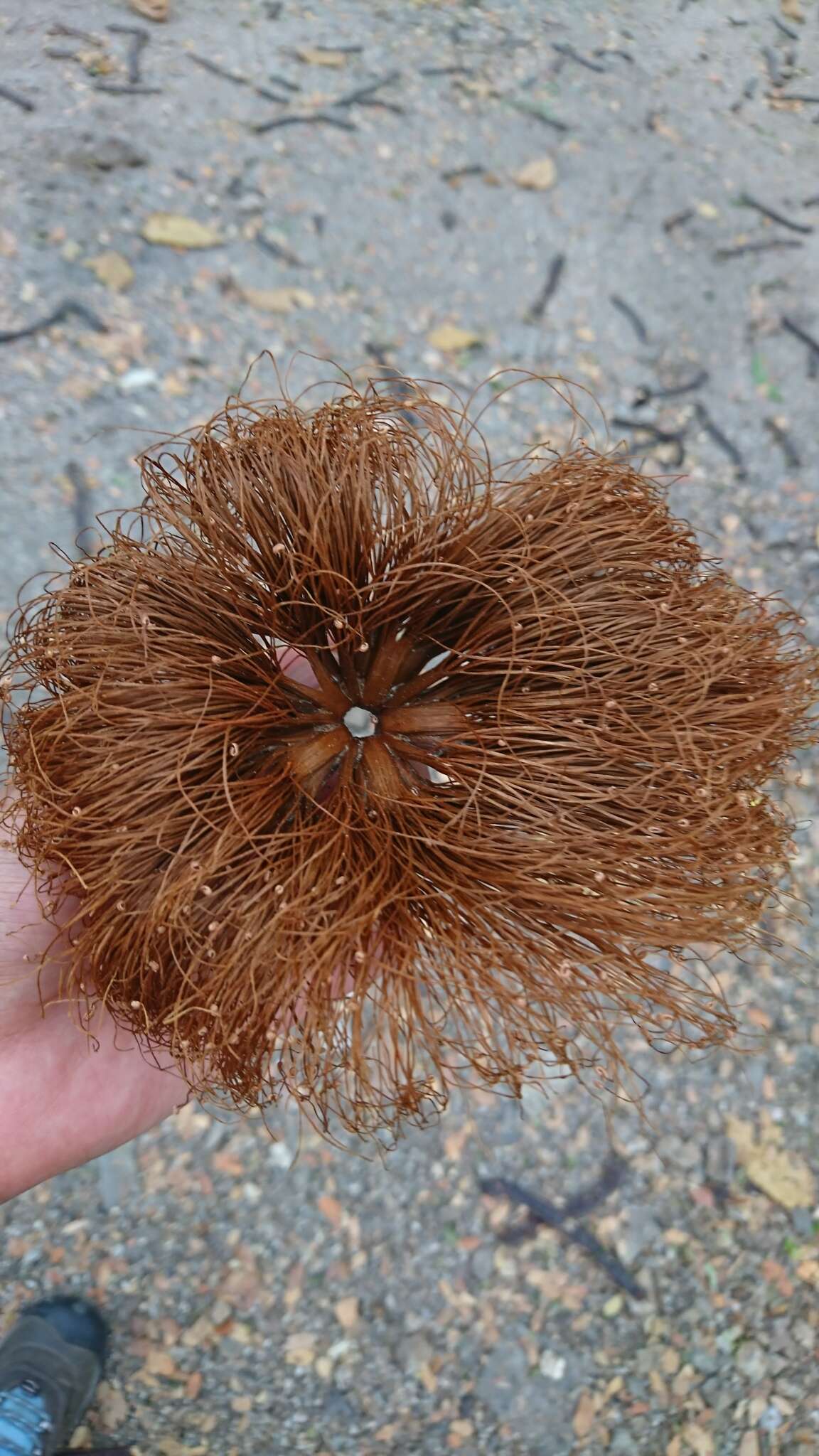 Image of Pseudobombax guayasense A. Robyns