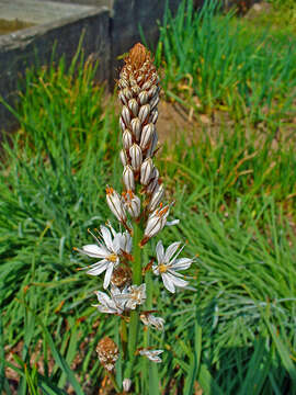 Image of White asphodel