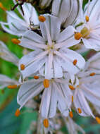 Image of White asphodel