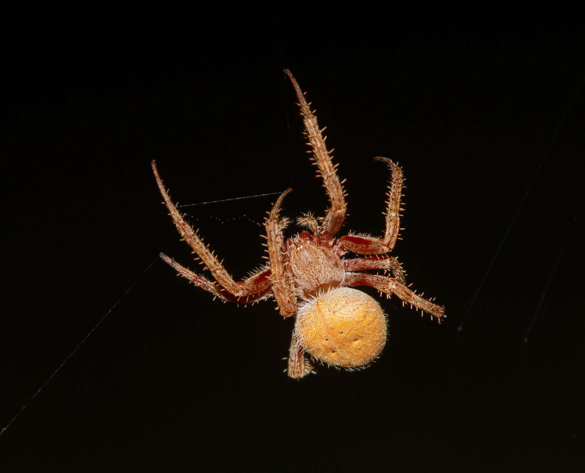 Image of Tropical Orb Weaver